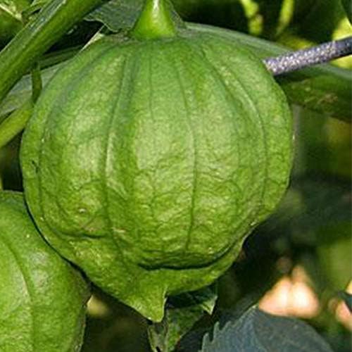 Mountain Valley Seed Co Toma Verde Tomatillo Seeds 0.25 Oz Seeds Physalis by MountainValleySeedCompany