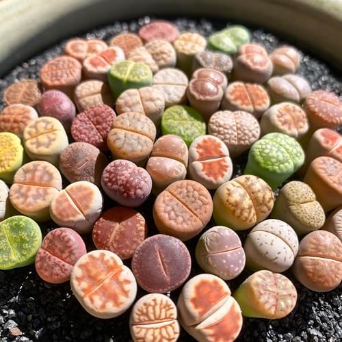Lithops Random Mix Rare Live Succulent Plants, 30/50/100 Pcs Succulent Live Plant, Bare Root Without Pot Soil, Garden Indoor Office, Friend Plant Lovers Gifts (Normal 50pcs) by Unknown