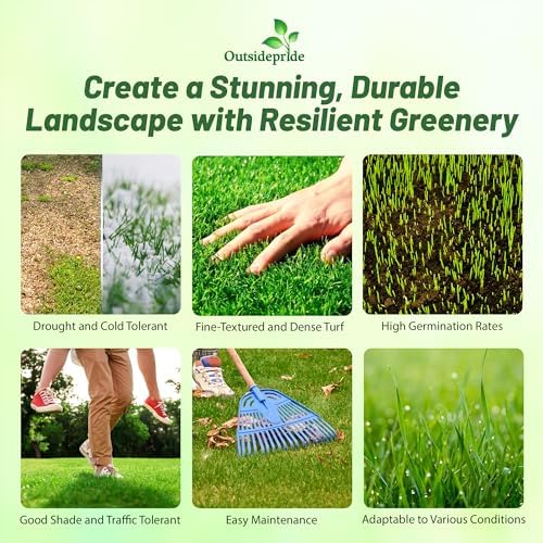Outsidepride Maya (Blackjack II) Bermuda Grass Seed - 50 lbs Warm Season, Drought Tolerant, Fast Growing, Fine-Textured Bermuda Grass Seeds for Lawn, Parks, Golf Courses & Sports Fields - Image 2