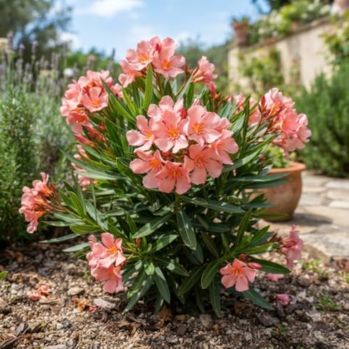 Dwarf Salmon Oleander Live Plant, 5-7 Inches Tall, Outdoor Flowering Shrub - Image 5