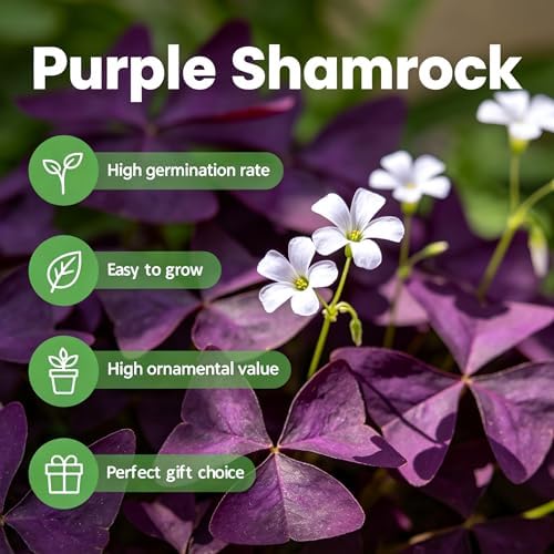 10 Bulbs Oxalis Triangularis, Purple Shamrocks Flowers for Home Garden Indoor Outdoor Planting, Easy Care - Image 5