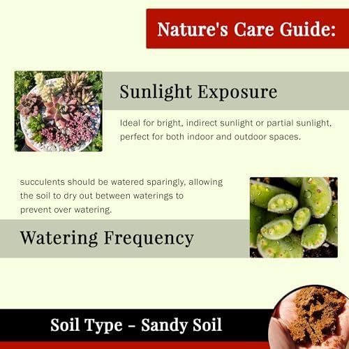 64 Pack Live Succulents Plants Mystery Pack - Variety of Well Rooted Plants in 2 Inch Pots - Real, Small, Assorted Houseplants for Indoor, DIY, Home Decor, Wedding, or Birthday Gifts - Image 6
