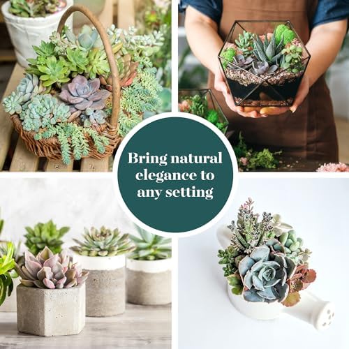 Shop Succulents Pastel Succulent Plant Pack Bulk Collection - Live Mini Succulent Plants, Low Maintenance, Bright & Serene Colors & Textures - Wedding and Party Favors, Gift & Garden, Pack of 16 - Image 6