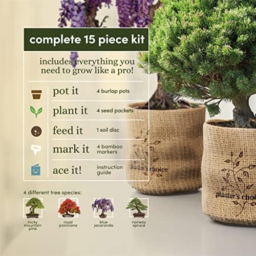Bonsai Tree Kit for Beginners & Plant Lovers - Grow Your Own Bonsai - Image 3