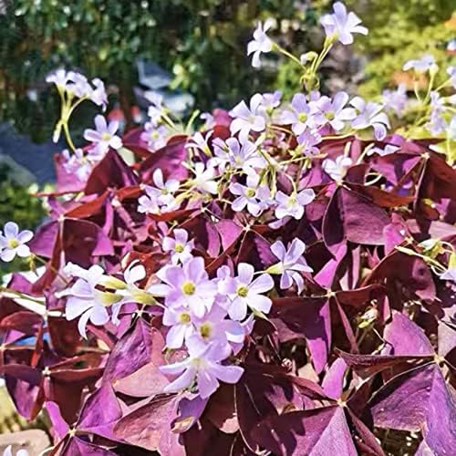 12+ Bulbs Purple Shamrocks Oxalis Triangularis Lucky Lovely Flowers Bulbs Grows for Planting Indoors or Outdoors - Image 6
