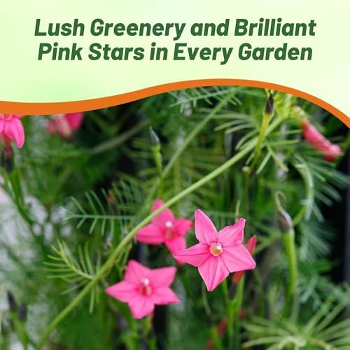 Outsidepride Rose Cypress Vine Seeds - 200 Pcs Annual Flower Seeds with Nectar-Rich, Star-Shaped Flowers & Feathery, Fern-Like Leaves for Fences, Trellises, Pergolas & Vertical Gardens - Image 5