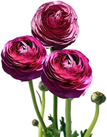 Ranunculus Merlot 10 Flower Bulbs - Spring Blooms, Tecolote Buttercups by EasytoGrow