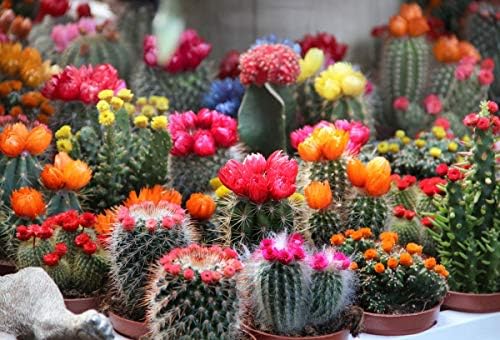 Cactus Variety Mix Seeds – Assorted Cactus Seeds for Planting - Image 4