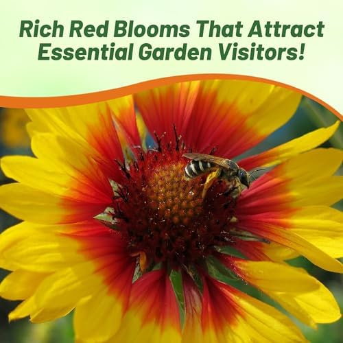 Outsidepride Gaillardia Aristata Bremen Blanket Flower Seeds for Planting - 1000 Pcs Perennial Wildflower Seeds, Drought-Tolerant for Xeriscaping, Borders, Pollinator Gardens, or Wildflower Mixes - Image 6