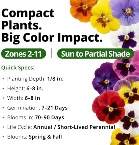 HOME GROWN Swiss Giant Pansy Seeds, 3000 Seeds, Viola - Image 3
