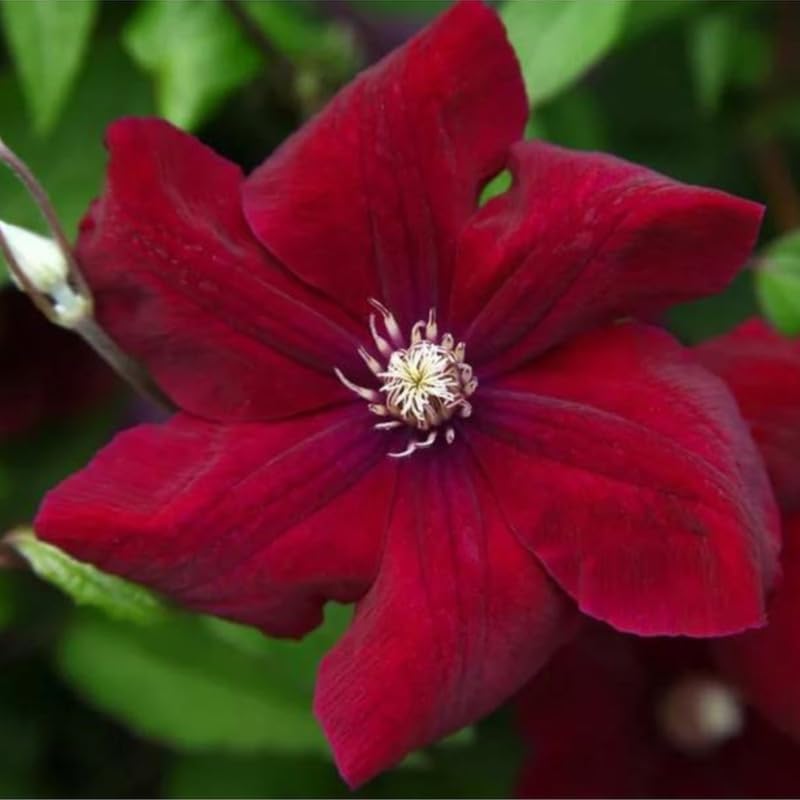 Red Clematis Live Plant, 2.5" Pot, Fragrant Flowering Vine - Image 6
