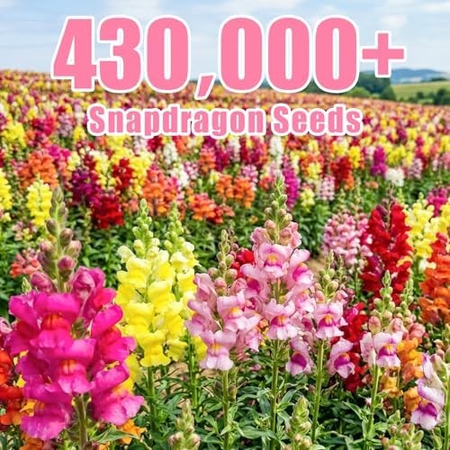430,000+ Mixed Snapdragon Seeds for Planting, Antirrhinum majus - Image 3