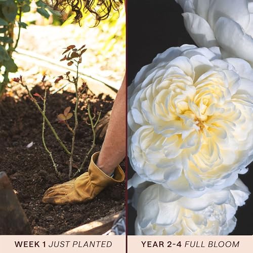 Heirloom Climbing Roses, Live Own Root Plant, Perpetually Yours™ - Image 3