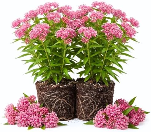 2 Pink Butterfly Milkweed Live Plants, Native Flower Plant, 4-9 Inch Tall by UIOTER