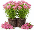2 Pink Butterfly Milkweed Live Plants, Native Flower Plant, 4-9 Inch Tall by UIOTER