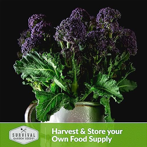 Early Purple Sprouting Broccoli Seeds for Planting (1 Pack) - Image 5