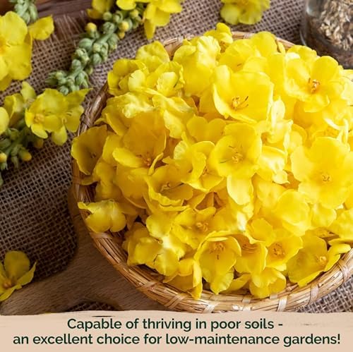 3,000 Mullein Heirloom Flower Seeds for Planting, Verbascum Thapsus - Image 6