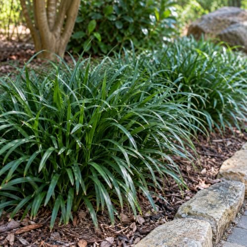 20 Mondo Liriope Monkey Grass Live Plant 3in Pot- Perennial (20 Pack) - Image 2