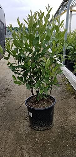 Aronia arb. 'Brilliantissima' (Red Chokeberry) Shrub, White Flowers, #3 - Size Container - Image 4