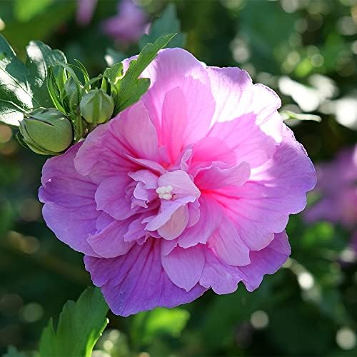 Proven Winners 2 Gal. Dark Lavender Chiffon Rose of Sharon (Hibiscus) Shrub - Image 3