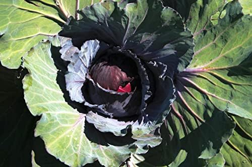 500 Cabbage Seeds - Mammoth Giant Red Rock - Organic Heirloom - Non-GMO by The+Gardening+World