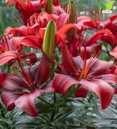Votaniki Salinero Asiatic Lily Bulbs Deep Red Upfacing Blooms Compact Summer Flowering Lilium for Borders Containers Patio Gardens and Cut Flower Displays (Pack of 5) - Image 2