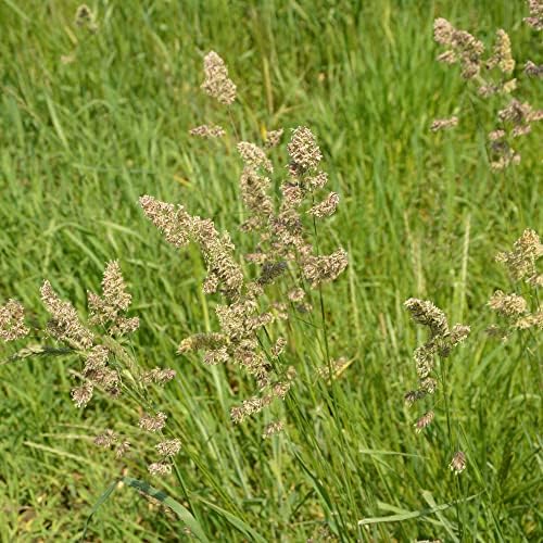 Outsidepride Grazer Orchard Pasture Grass Seed - 50 Lbs. Perennial, Drought & Shade Tolerant, Winter Hardy Fescue Seed for Hay, Grazing, Silage, Greenchop, Goat Feed, & Lawn Use - Image 2