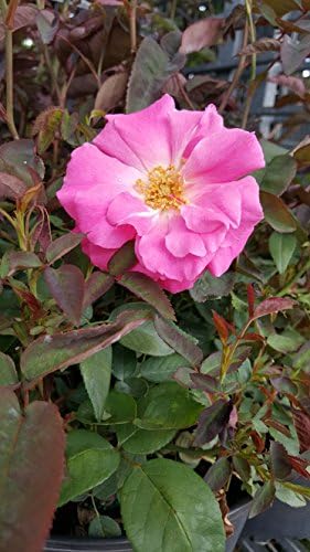 Rosa 'Zéphirine Drouhin' (Climbing Rose) Rose, thornless pink flowers, #3 - Size Container - Image 2