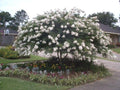 Two Acoma Crape Myrtle Trees - 2 Live Plants Shipped 1 ft Tall by DAS Farms by DASFarms