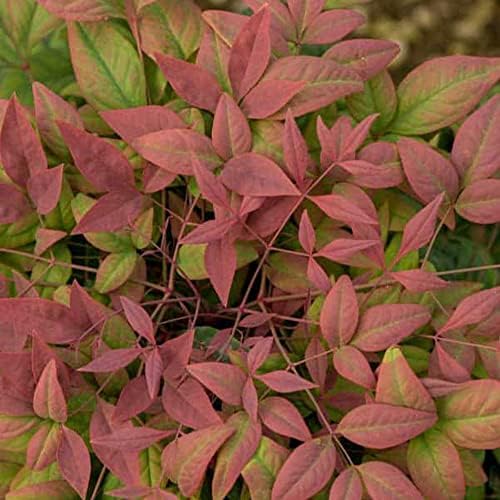 Southern Living Blush Pink Nandina, Live Evergreen Shrub, 3 Gallon - Image 4