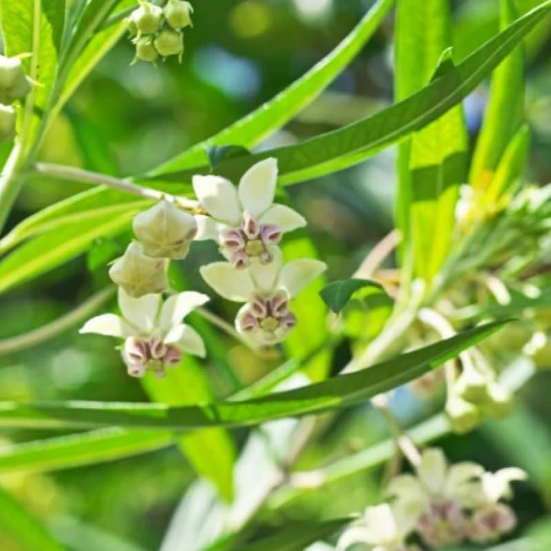 2 White Milkweed Live Plants, 5-9 Inch Tall - Image 5