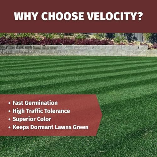 Velocity™ Perennial Rye Grass Seed (25 lbs) — Fast-Germinating Cool-Season Turf for Overseeding Lawns, Sports Fields & Golf Courses — Dark Green Winter Color - Image 4