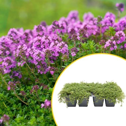 12 Red Creeping Thyme in 2.5" Cubes | Live Fragrant Evergreen Groundcover with Bright Purple-Pink Bloom | Low-Growing Perennial Herb for Containers, Pathways & Landscaping (Thymus praecox ‘Coccineus’) - Image 2