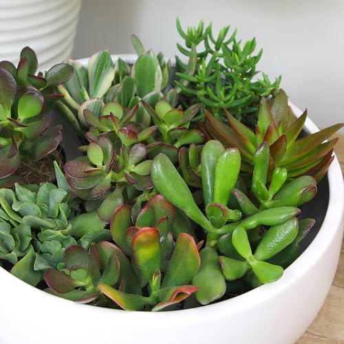 Altman Plants Live Jade Plant Collection (8PK), Classic Jade Plants in 2.5" Pots, Mini Succulents, Sunset Jade, Live Succulents, Crassula Ovata, Variegated Live Plants & House Plants in Succulent Soil - Image 3