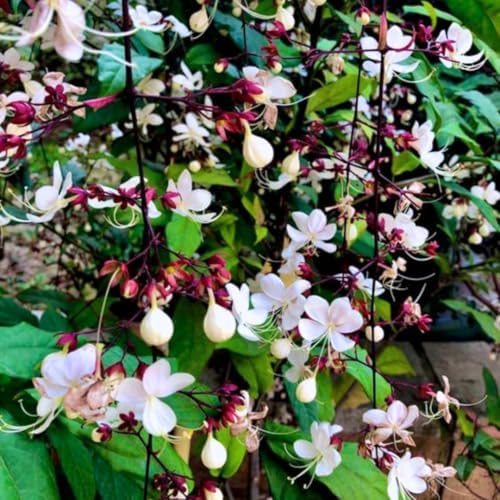 Smithianum Clerodendrum Wallichii Live Plant, 4-9" Tall Starter - Image 3