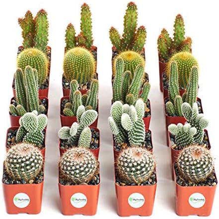 Shop Succulents | Cool Cactus Collection of Live Succulent Plants, Hand Selected Variety Pack of Cacti | Collection of 20 by ShopSucculents