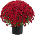 Chrysanthemum - Red Blooms, Live Fall Flowering Perennial, 15" Tall by 12" Wide in 3 Qt Pot by TheThreeCompany
