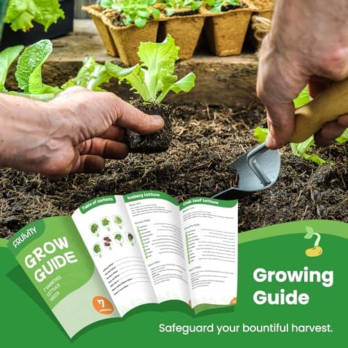 7 Variety Mix Lettuce Seeds - 7000+ Heirloom Lettuce Seeds for Planting Including Romaine, Butter Lettuce, Iceberg Lettuce, etc - Outdoor Hydroponics Gardens Fresh Leafy Green Vegetables Easy to Grow - Image 5