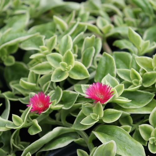 Baby Sun Rose Live Plants, Aptenia Cordifolia, Ground Cover Succulent, Easy Care Indoor Outdoor, 2 Pack - Image 2