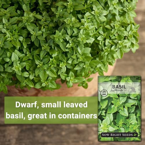 Sow Right Seeds - Greek Sweet Basil Seed for Planting in Your Herb Garden - Image 3