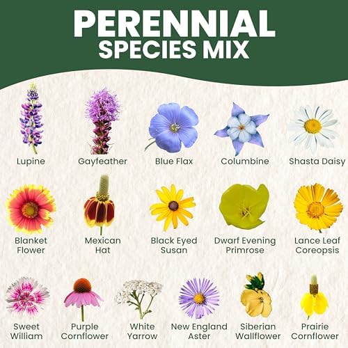 Perennial Species Mix - Large 1 Ounce Packet - 15,000 Flower Seeds for Planting - Wildflower Mix (Pack of 2) - Image 3