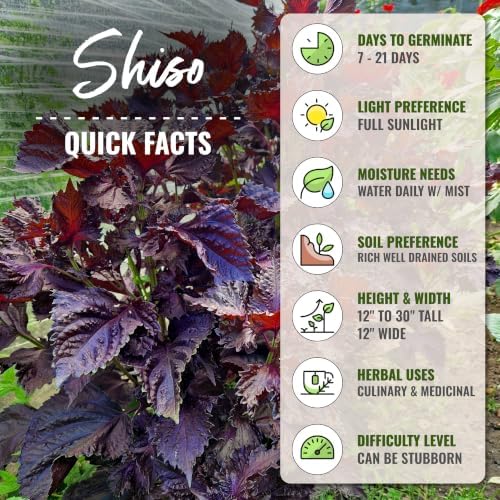 Seed Needs Red Shiso Seeds to Plant an Herb Garden - 5 Packs - Image 4