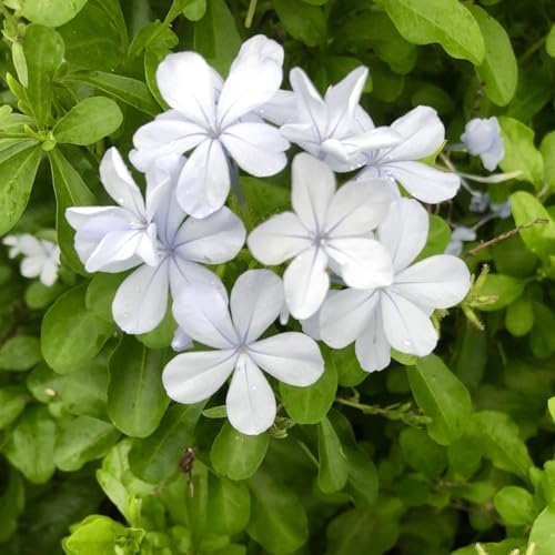 2 White Plumbago Live Plants, 4-8'' Tall White Plumbago Plant Vine Shrub - Image 2