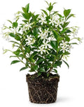 Star Jasmine Flower Live Plant, Jasmine Flower Shrub, 4-6 Inch Tall by PlantsSeedsBulbs