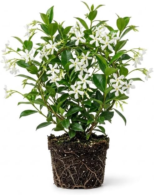 Star Jasmine Flower Live Plant, Jasmine Flower Shrub, 4-6 Inch Tall by PlantsSeedsBulbs