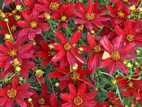 Greenwood Nursery: Live Perennial Plants - Hot Paprika Tickseed + Coreopsis Verticillata - [Qty: 3X Pint Pots] - (Click for Other Available Plants/Quantities) - Image 2