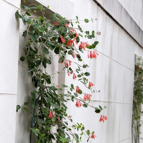 Perfect Plants Coral Honeysuckle Live Plant, 1 Gallon, Native Vine - Image 2