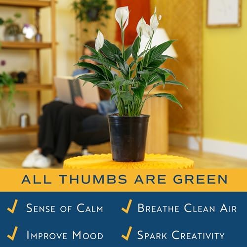 Costa Farms Peace Lily, Live Indoor Plant with Flowers, Air Purifying Houseplant in Nursery Planter Pot, Potting Soil, Thinking of You Gift, Plants Room Decor, 1 Foot Tall - Image 5