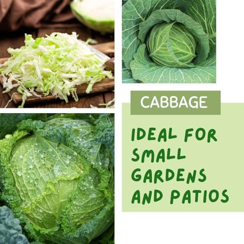 1000 Live Cabbage Seeds, Vegetable Garden Seeds - Image 3