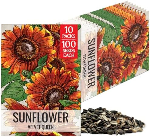 Seed Needs Velvet Queen Sunflower Seeds to Plant Cut Flowers - 10 Packs by SeedNeeds